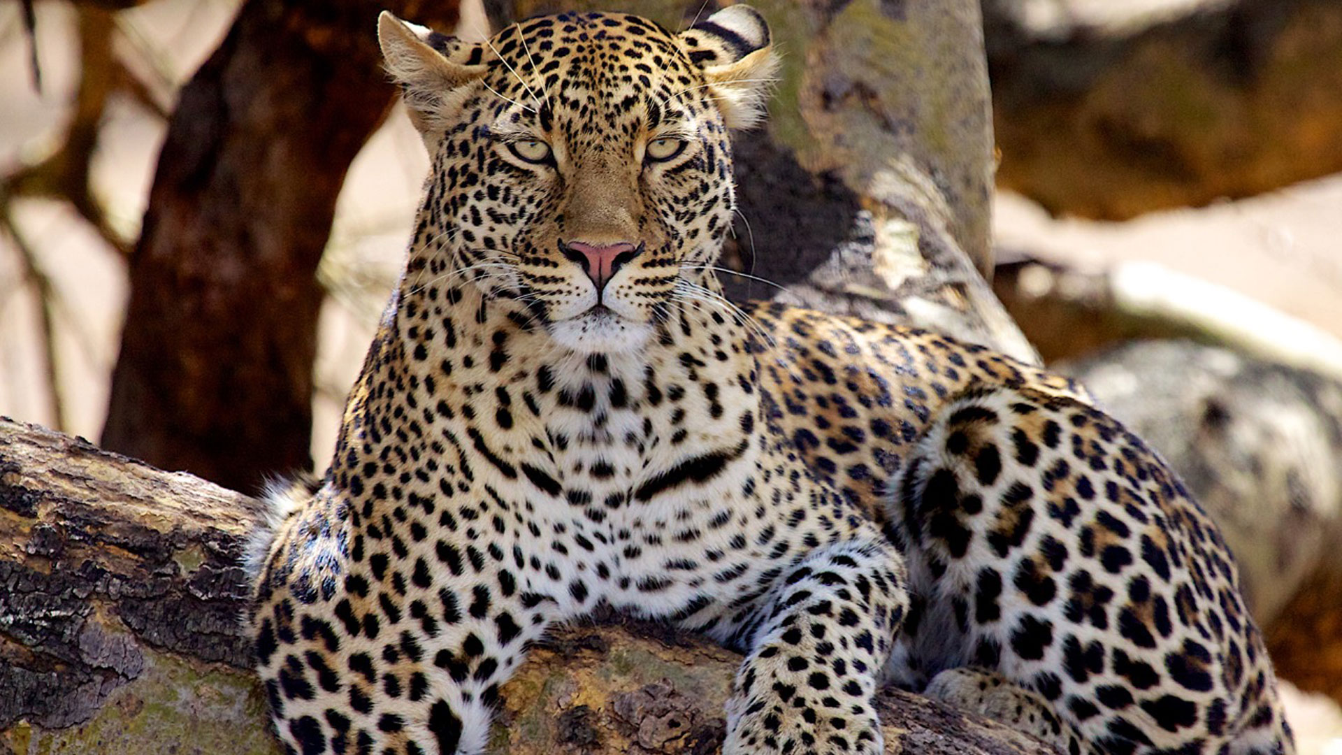 8 Days Best of Tanzania Wildlife Safarid