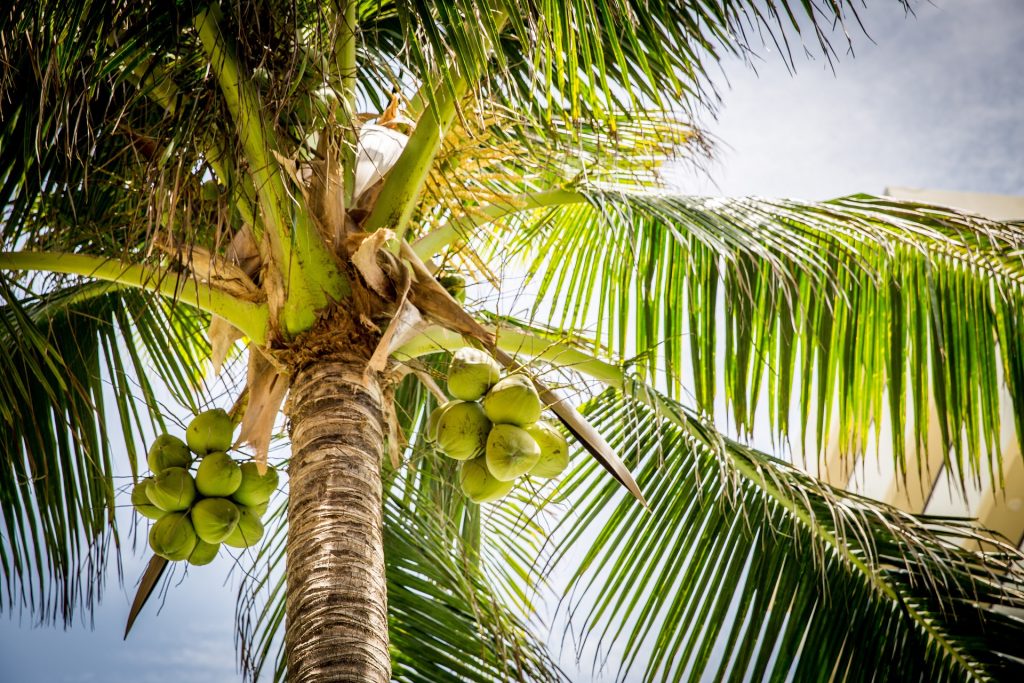 beach Coconut Tree Pangani