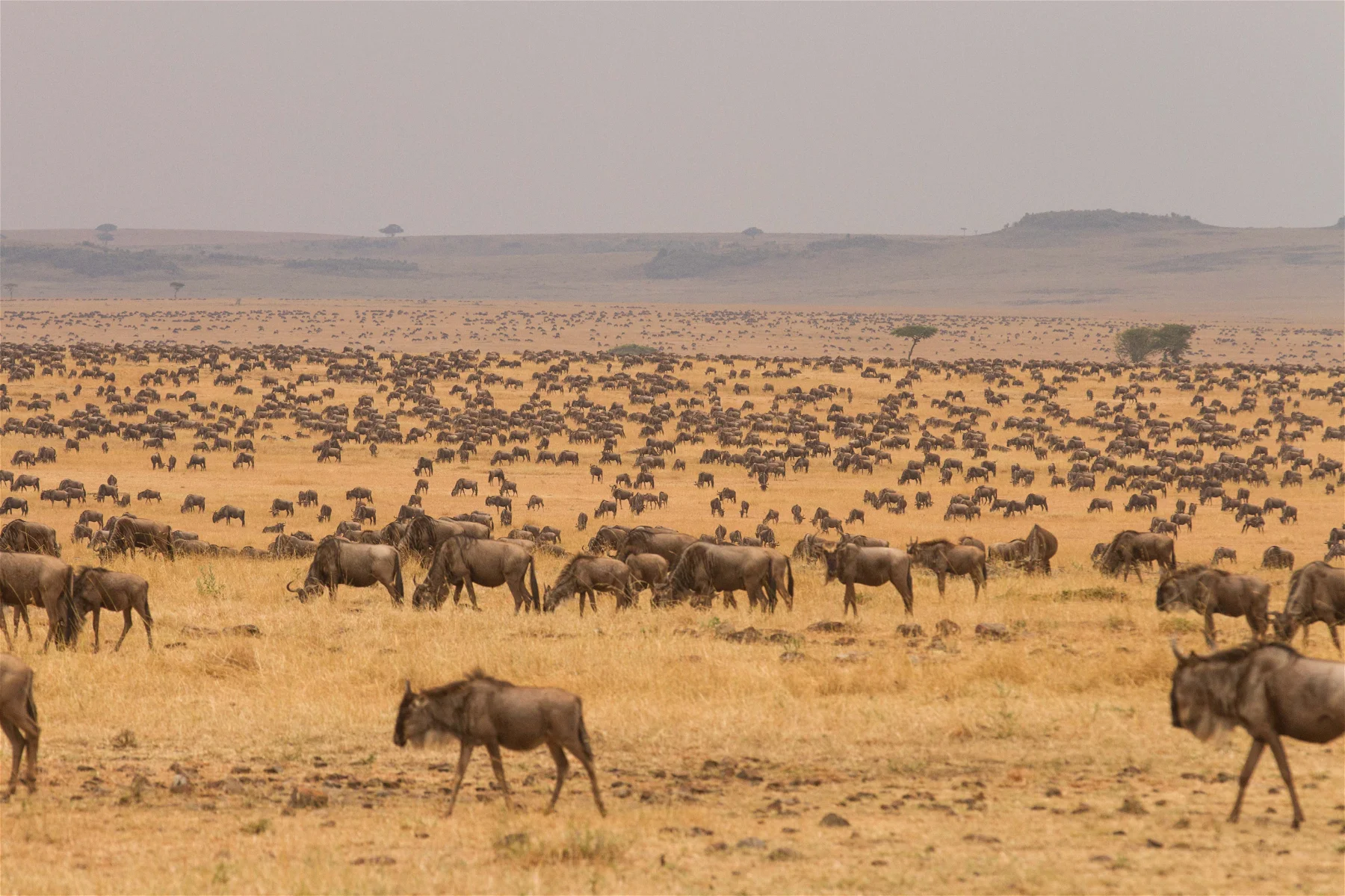 serengeti plains